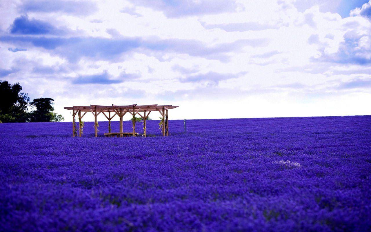1280x800 An incredible summer escape in the height of summer! Lavender fields