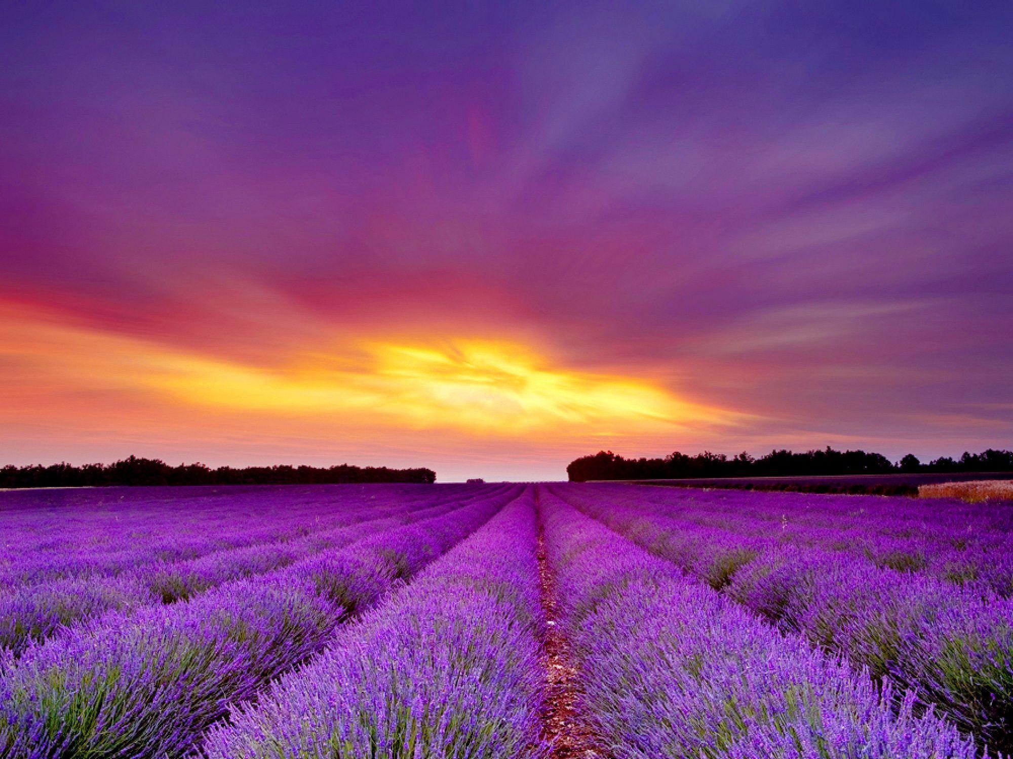 2000x1500 campo de lavanda wallpaper. <3 Breathtaking Views