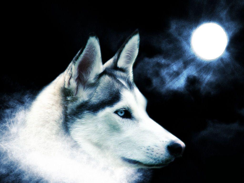 1024x768 Teddybear64 image Spirit of the wolf HD wallpaper and background