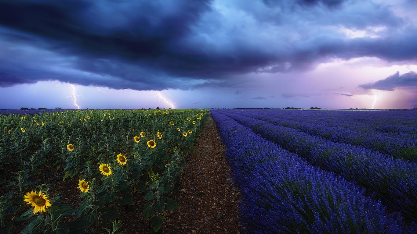 1366x768 Lavender and sunflower fields under a stormy sky in Provence, France