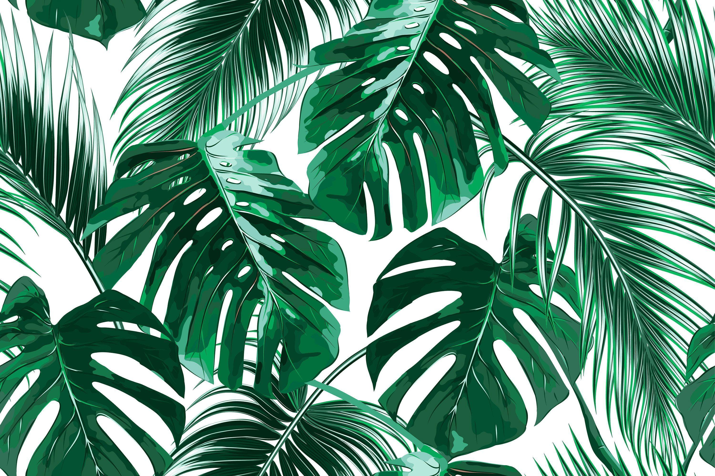 3000x1999 Palm Tree Leaves Wallpaper, HD Palm Tree Leaves Background on WallpaperBat