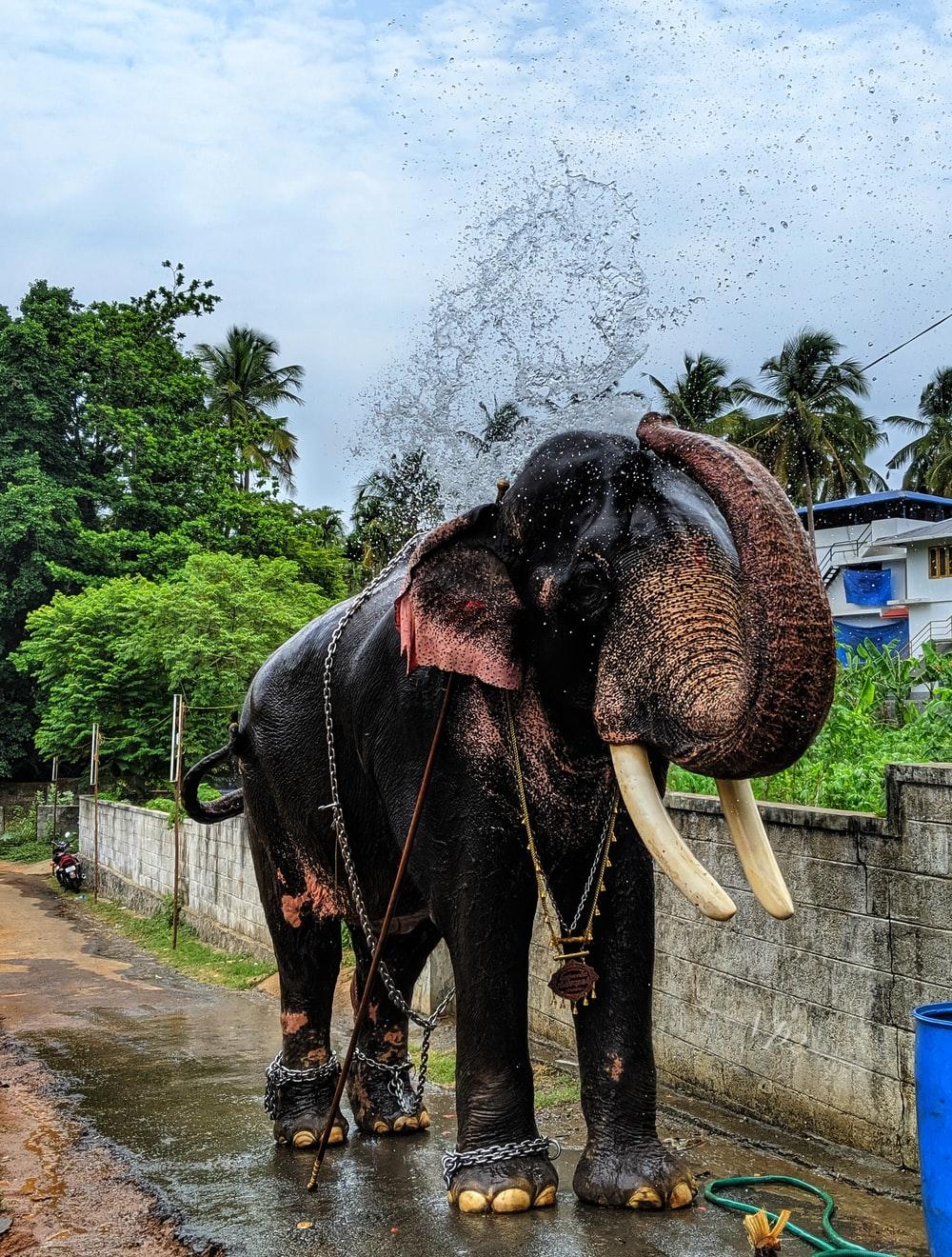 1000x1320 Kerala Elephant Picture. Download Free Image