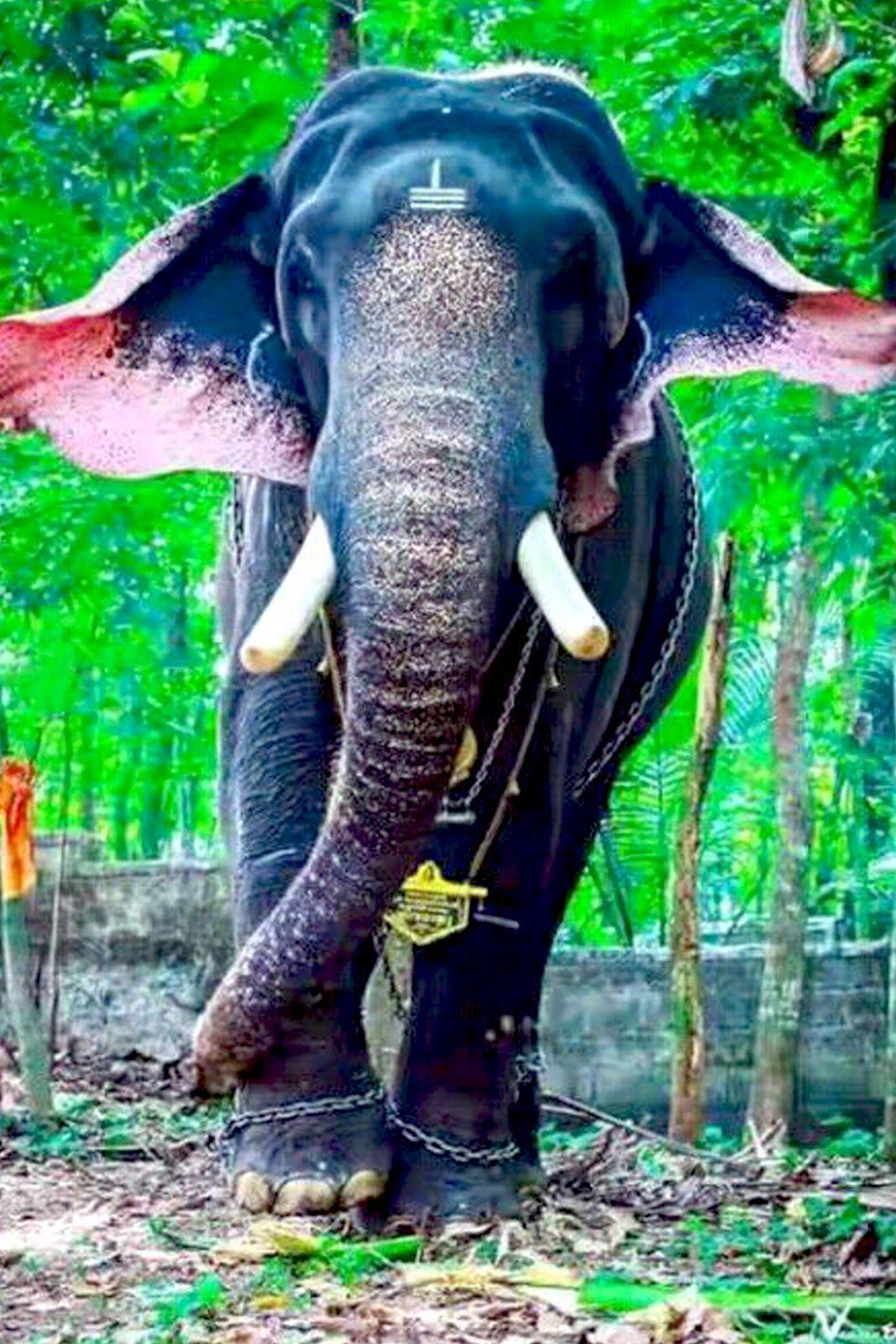 1067x1600 Thrikkadavoor Sivaraju Wallpaper