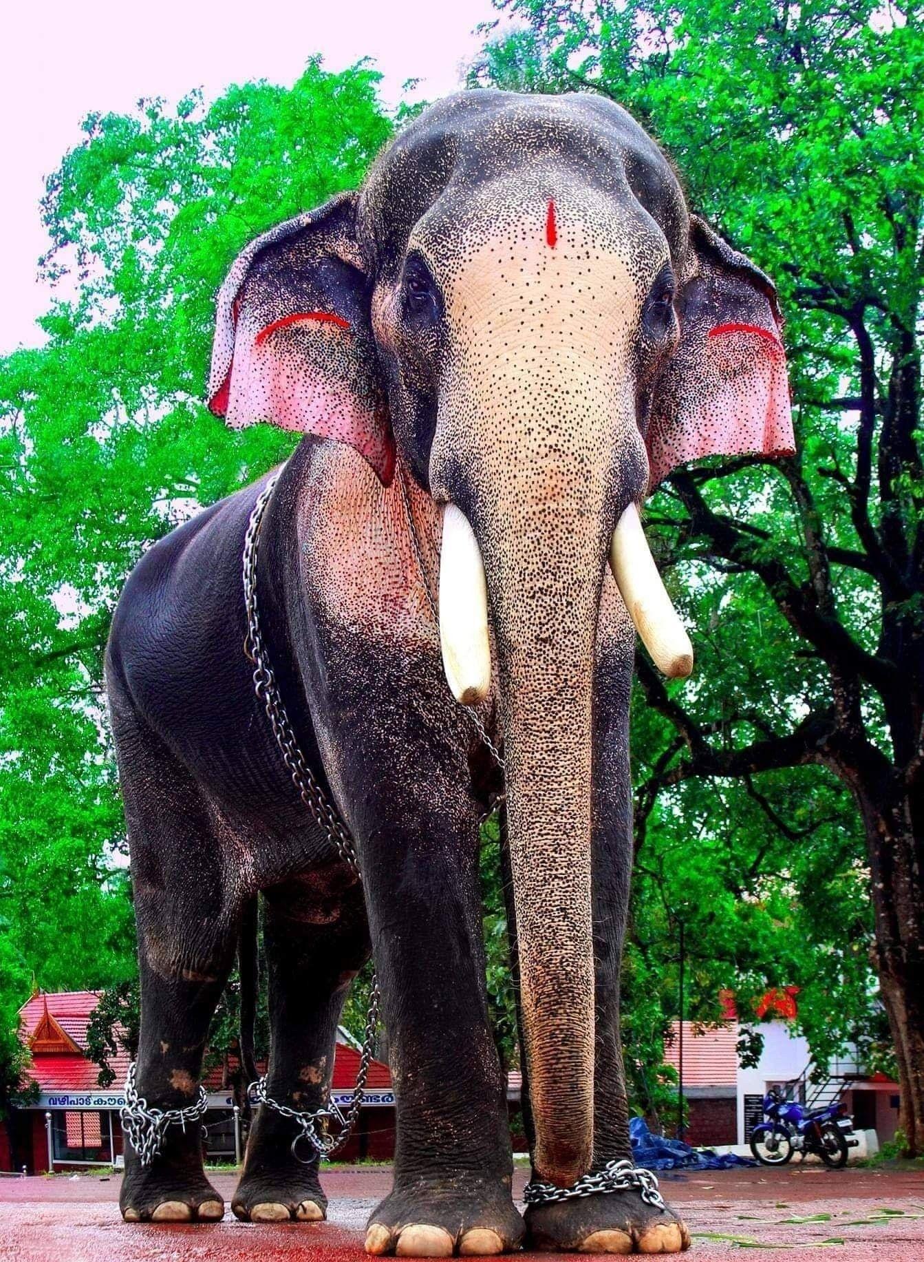 1343x1833 കലിയുഗ രാമൻ. Elephant photography, Elephant image, Elephants photo