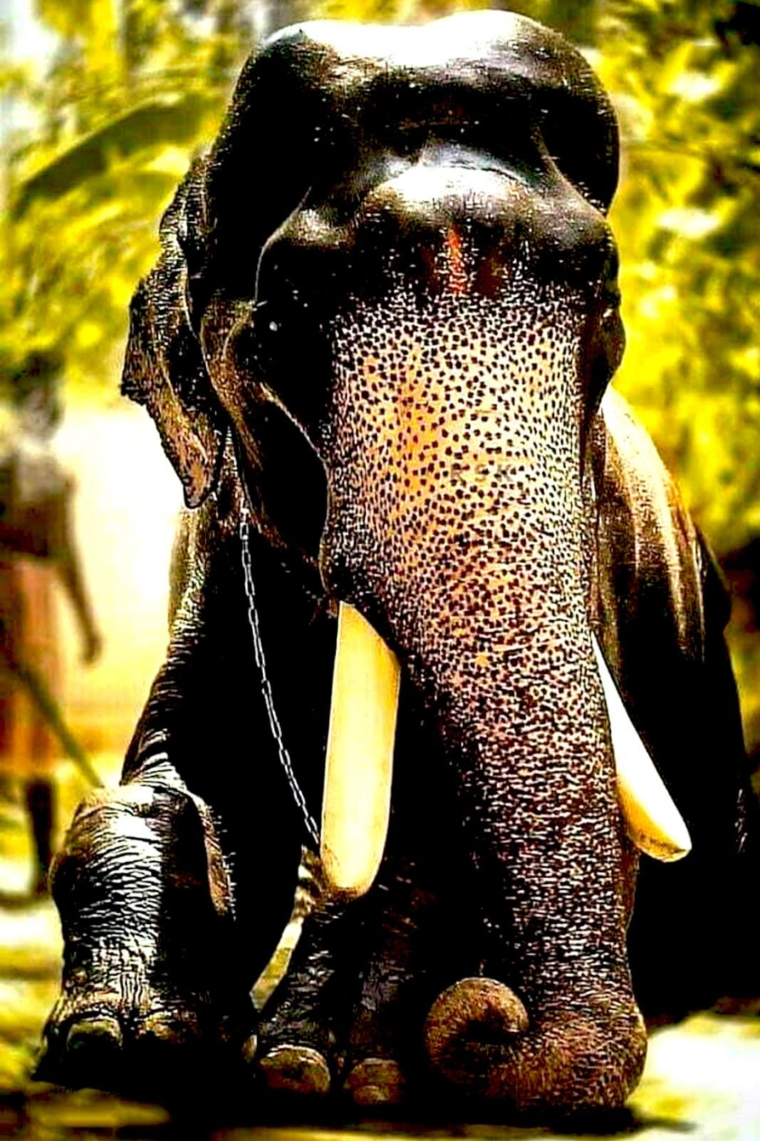 1067x1600 karnan wallpaper, indian elephant, elephant, elephants and mammoths, terrestrial animal, african elephant