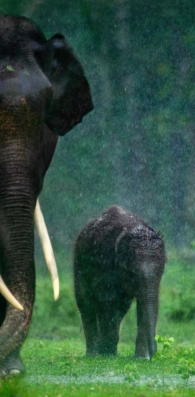 630x1280 Elephant wallpaper