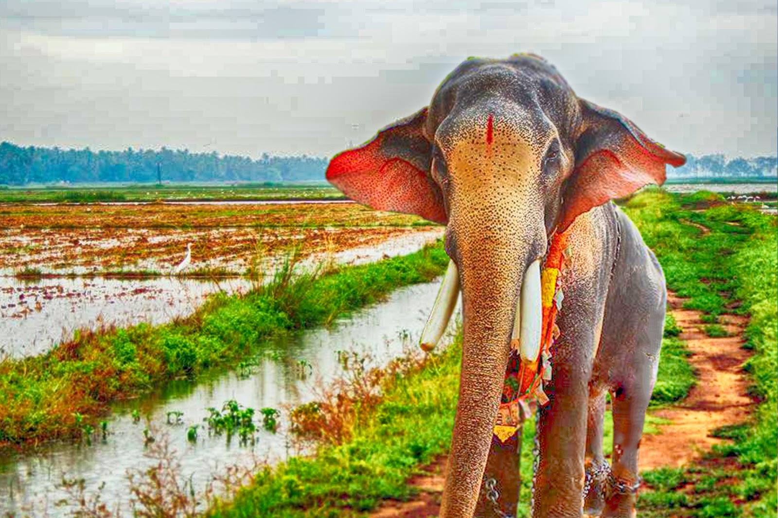 1600x1067 karnan wallpaper, elephant, elephants and mammoths, indian elephant, natural landscape, wildlife