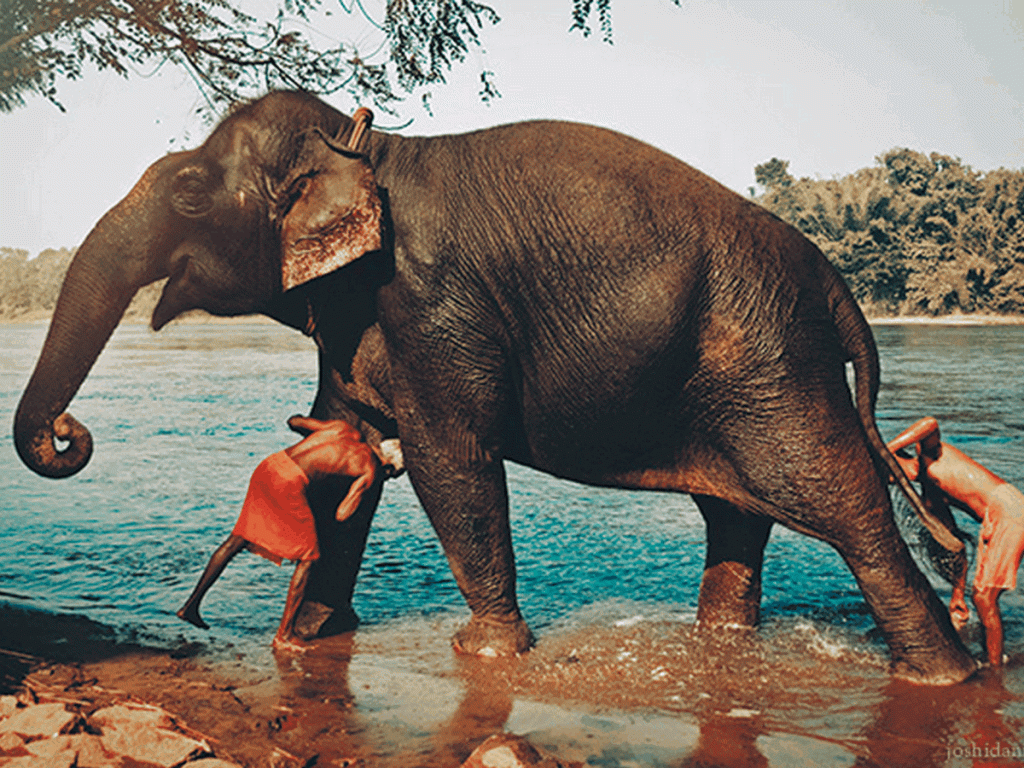 1024x768 Best Kerala Elephant Experiences