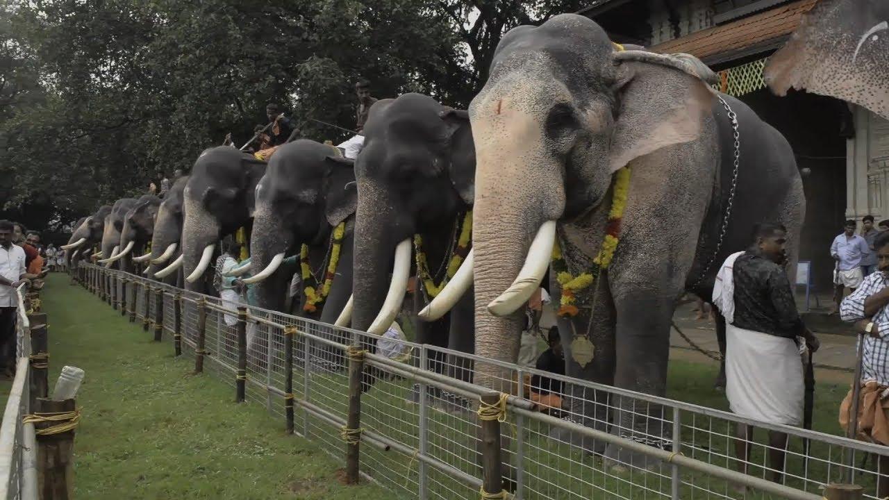 1280x720 Assignment Asia: Elephants of Kerala