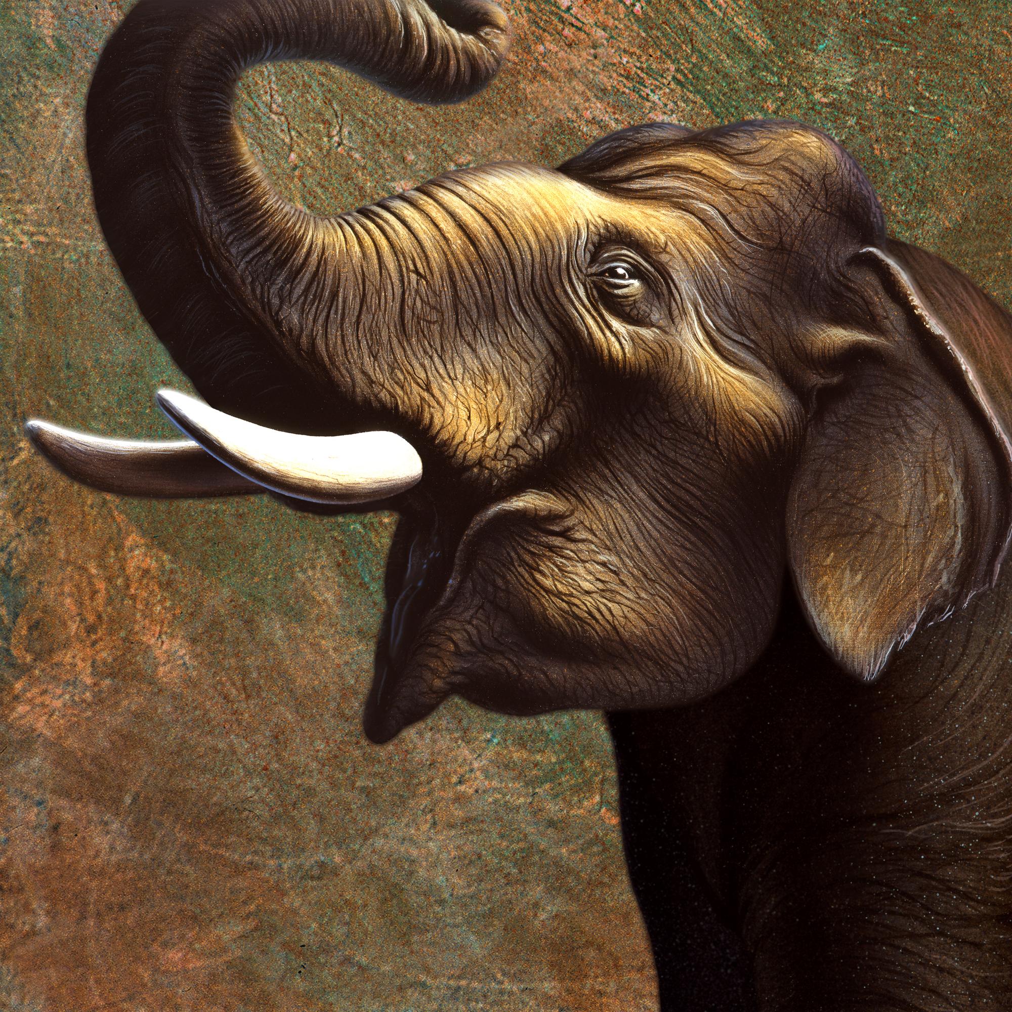 2000x2000 Indian Elephant Wallpaper Mural Elephant HD Wallpaper