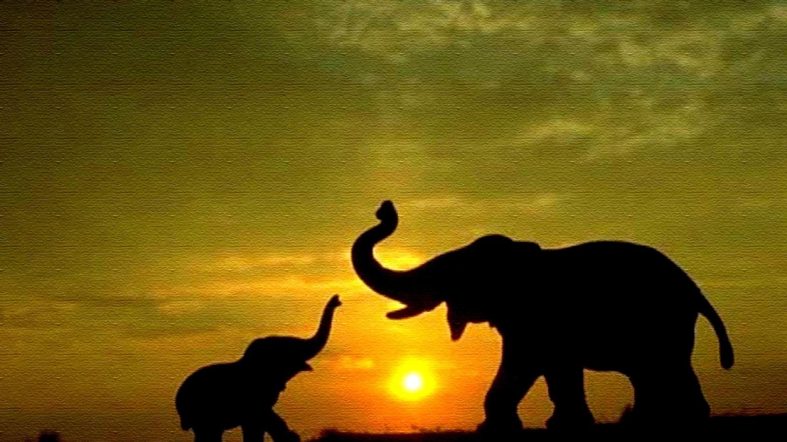 1600x900 Free download elephant wallpaper [1600x1000] for your Desktop, Mobile & Tablet. Explore Elephant Wallpaper. Baby Elephant Wallpaper, Cute Elephant Wallpaper, Elephant Wallpaper for Desktop