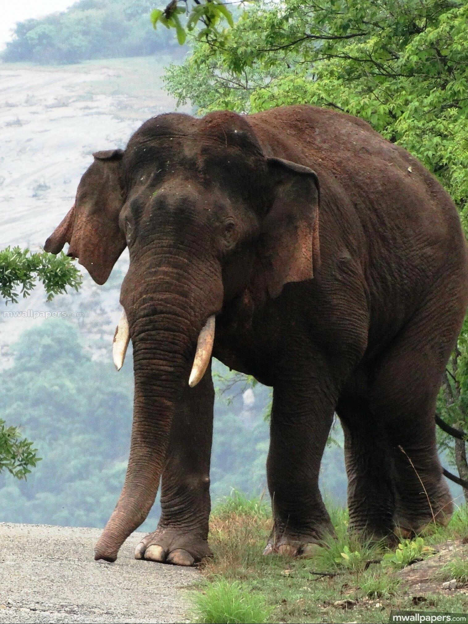 1516x2021 Elephants HD Photo & Wallpaper (1080p) (1516x2021) (2021)