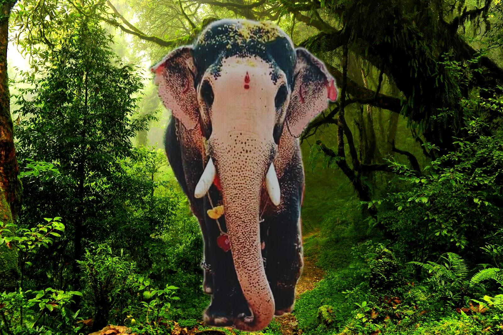 1600x1067 Kerala Elephants Image. Kerala elephants wallpaper HD. Kerala elephant photo and names