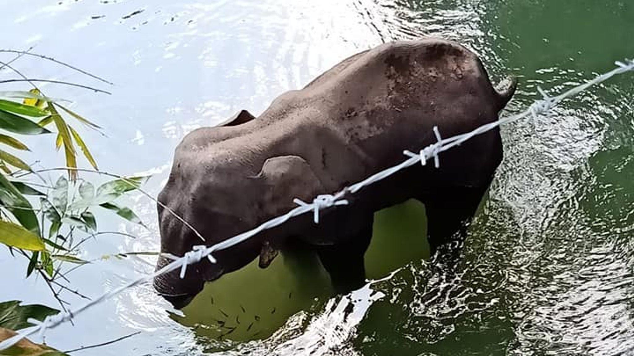 2048x1152 Pregnant elephant killed after eating pineapple filled with firecrackers