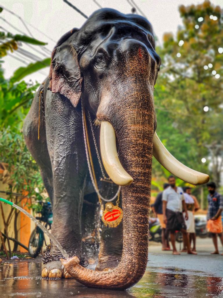 768x1024 Pambadi Rajan, Considered as the most handsome elephant In