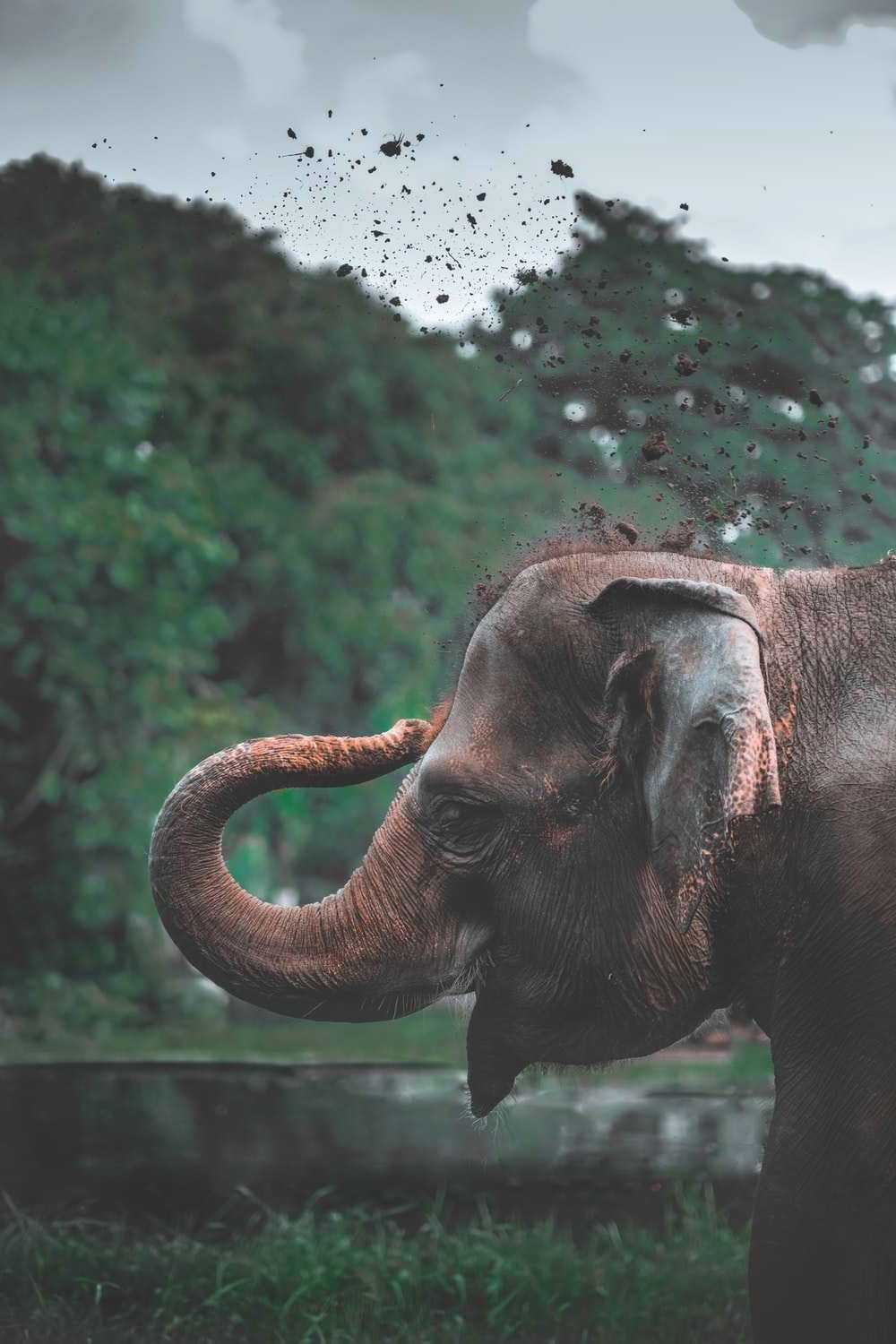 1000x1500 Elephant Wallpaper