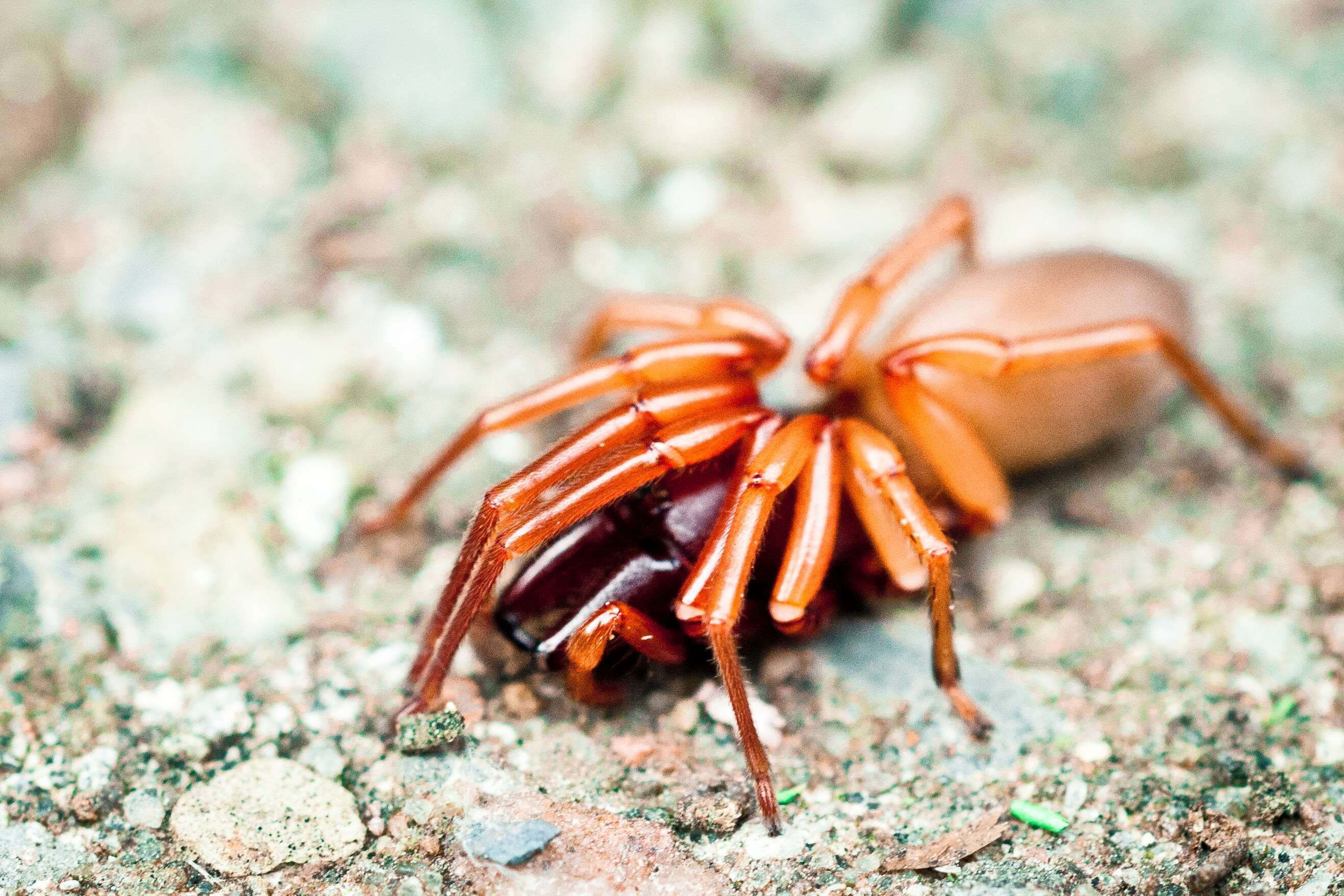 2634x1756 animal, close to, close up view, disgusting, fear, insect, macro, revolting, spider wallpaper