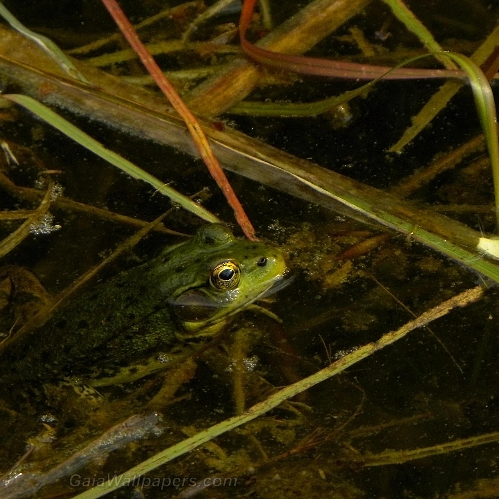 2048x2048 Frog in disgusting water wallpaper 2048x2048 Desktop Wallpaper