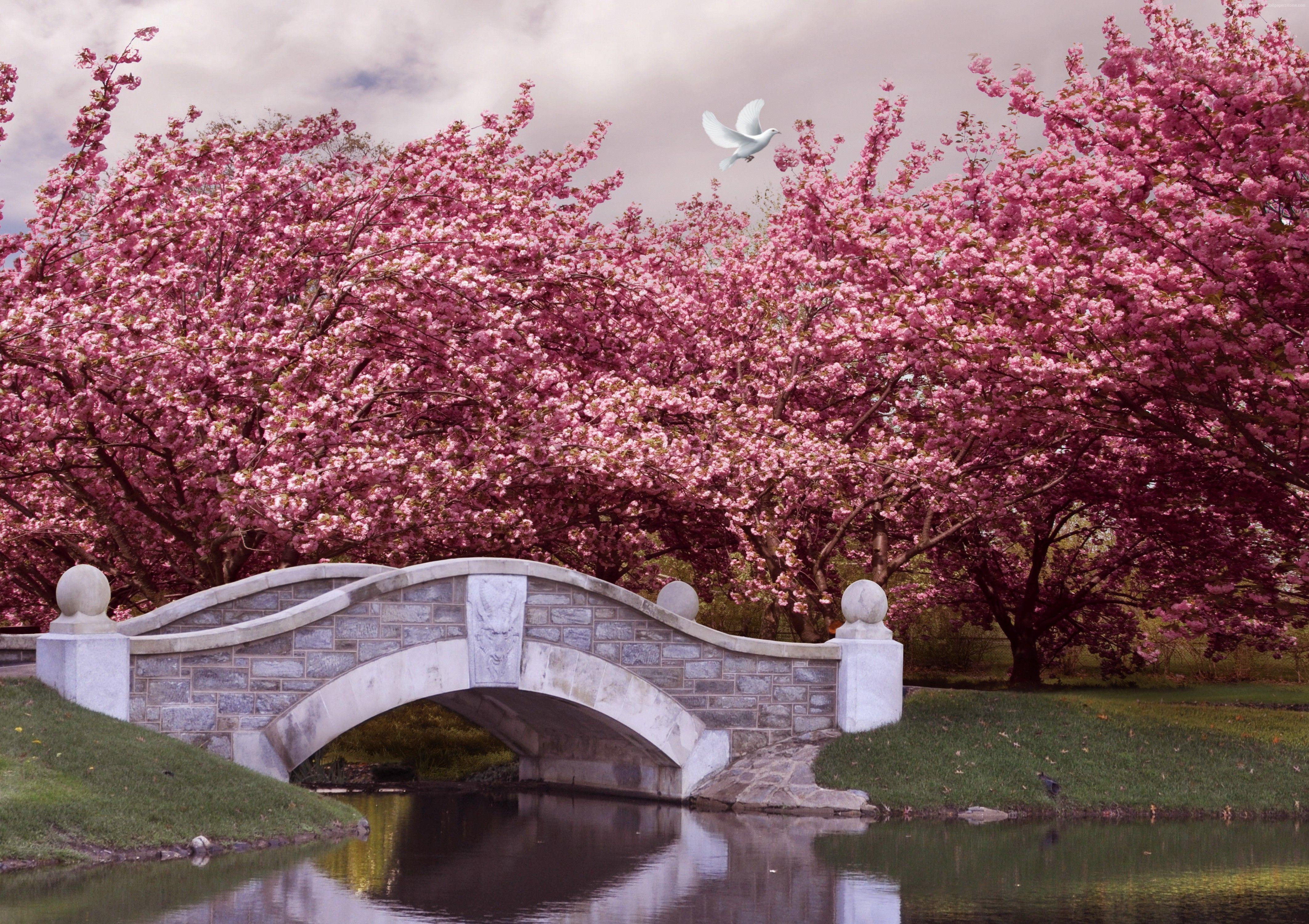 Cherry Blossom Japanese Garden Wallpaper / Japanese Cherry Blossom