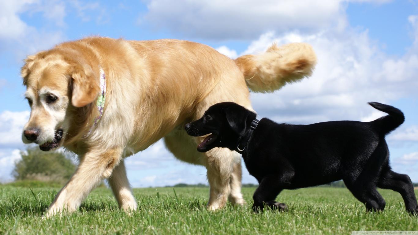 1366x768 Golden and Labrador Retriever Ultra HD Desktop Background Wallpaper for 4K UHD TV : Tablet