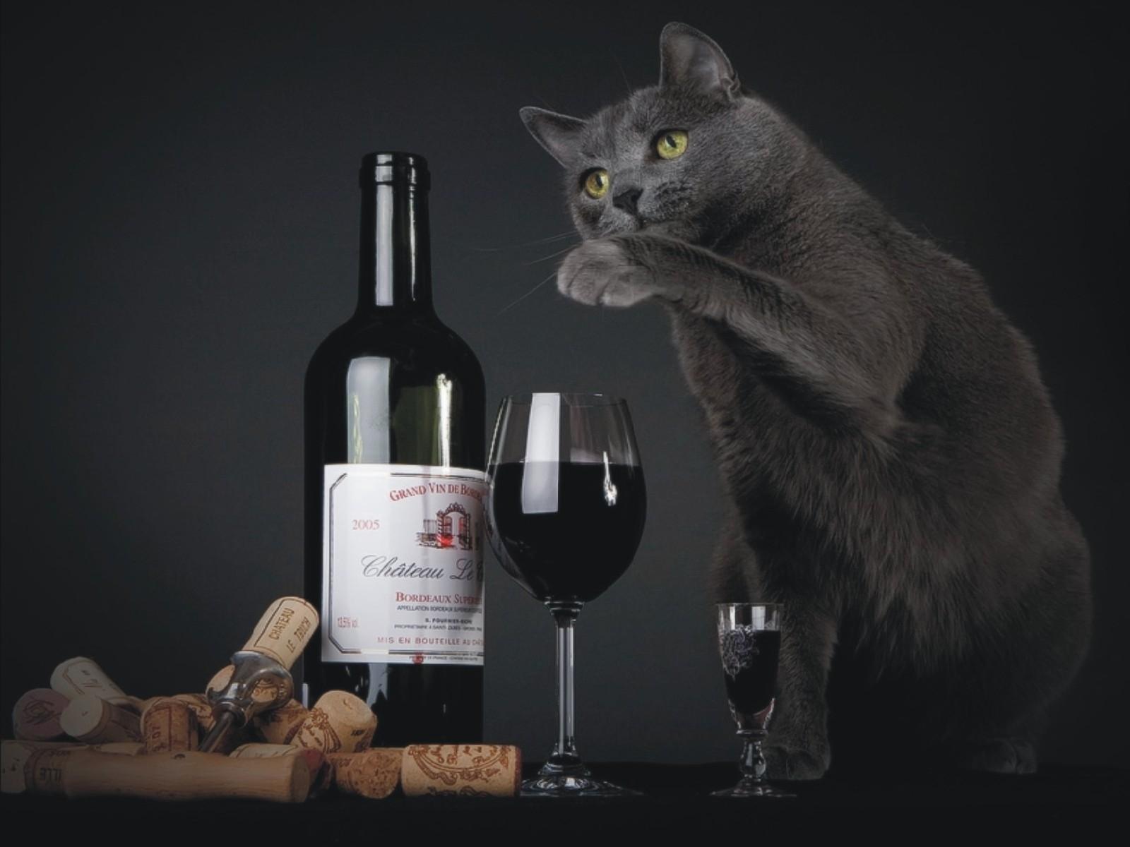 1600x1200 cats wine cork stoppers 1600x1200 wallpaper High Quality Wallpaper, High Definition Wallpaper