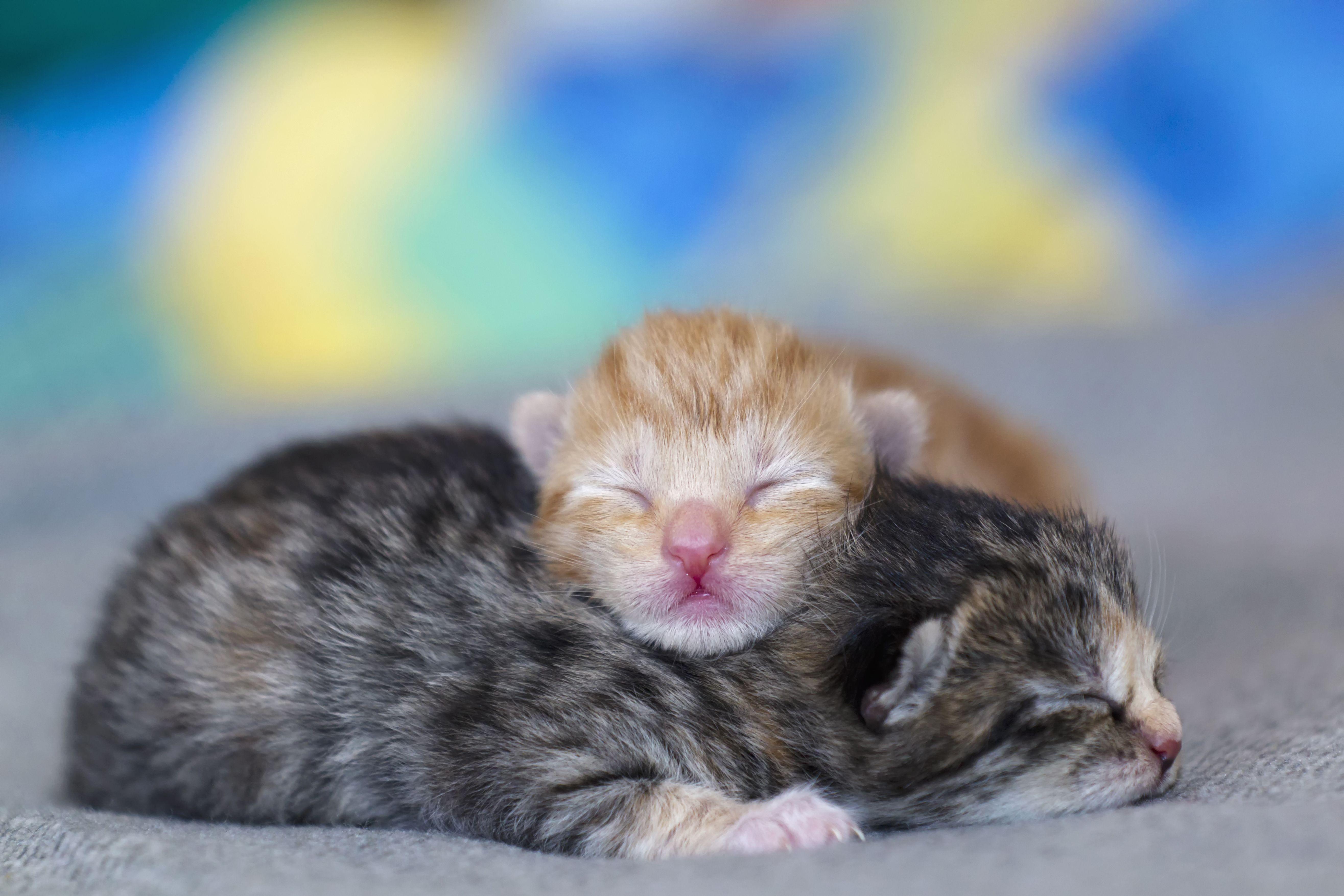 Kitten latenight. Новорожденные котята. Новорожденный котенок. Кошки маленькие. Маленький котенок.