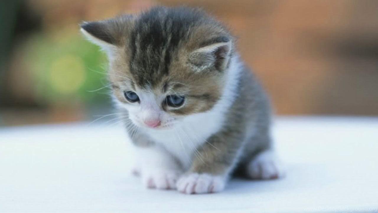 1280x720 Download Cute Baby Kitten Wallpaper Free Desktop Background