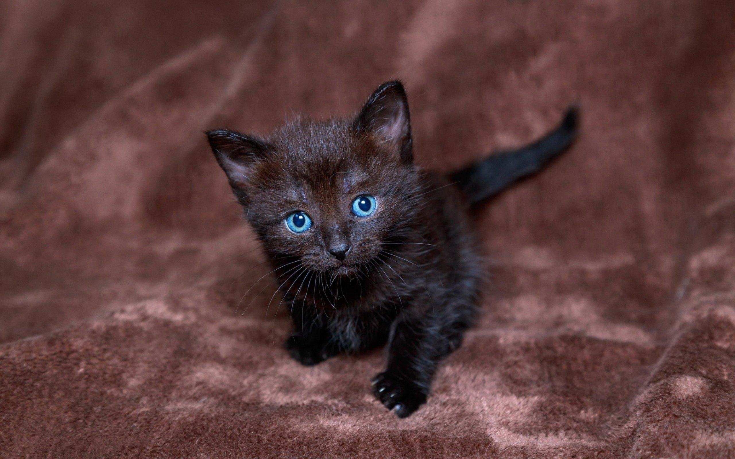 2560x1600 kittens, Kitten, Cat, Cats, Baby, Cute Wallpaper HD / Desktop and Mobile Background