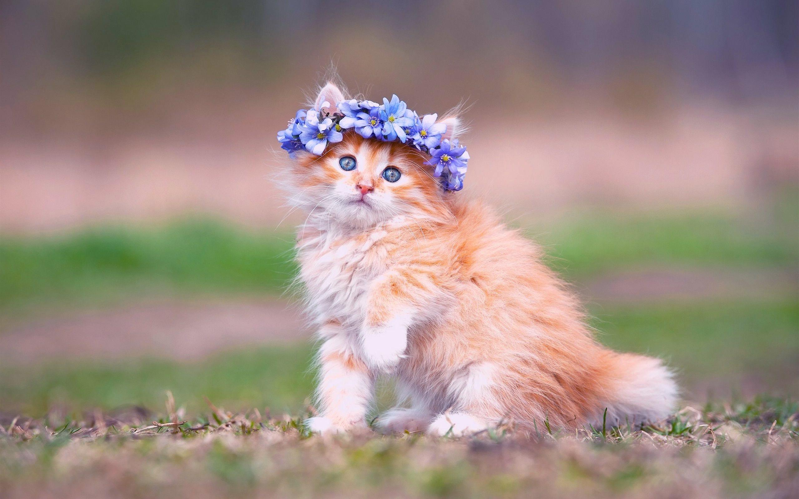2560x1600 Baby Kitten