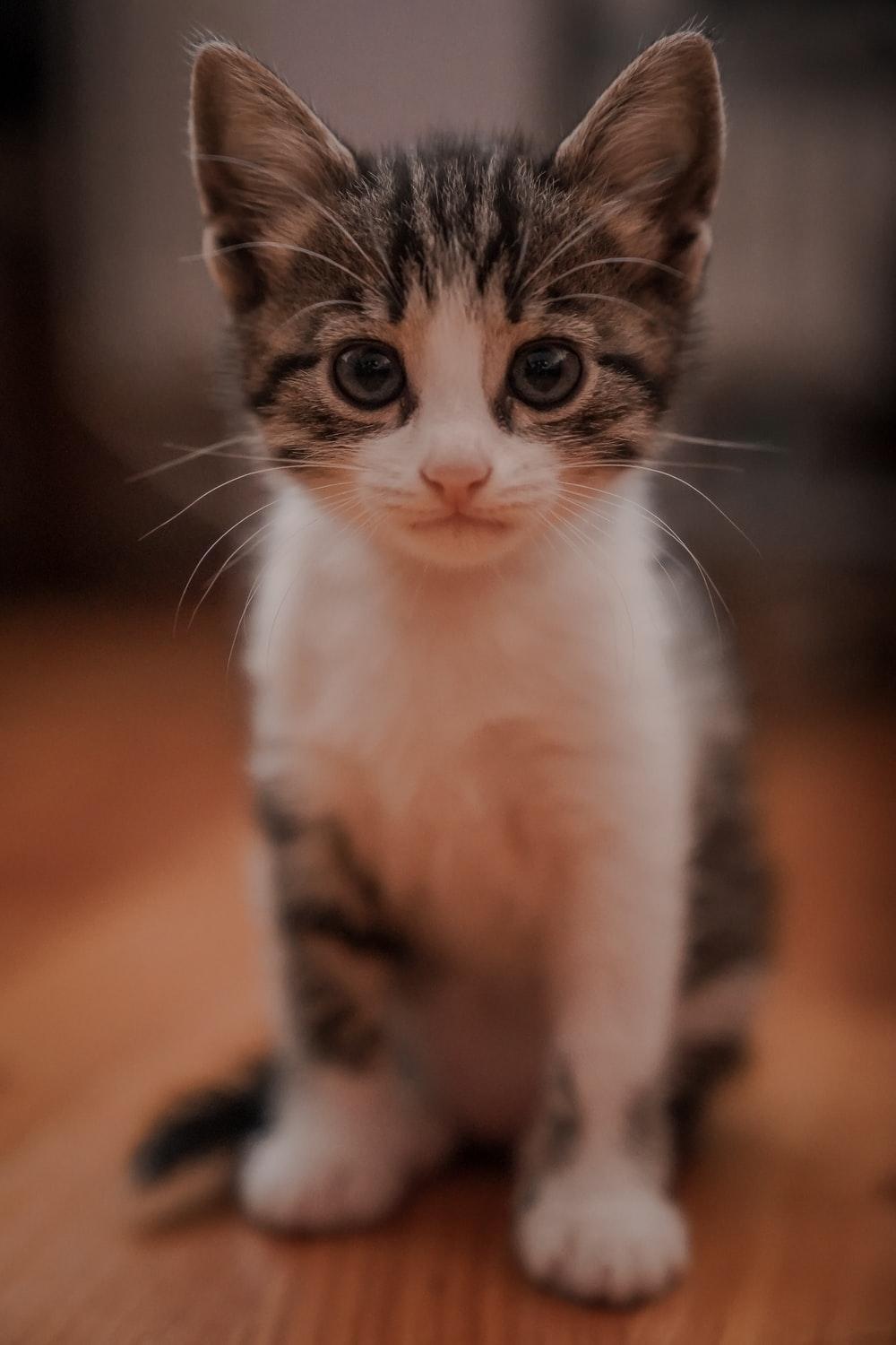 1000x1500 Baby Cat Picture. Download Free Image