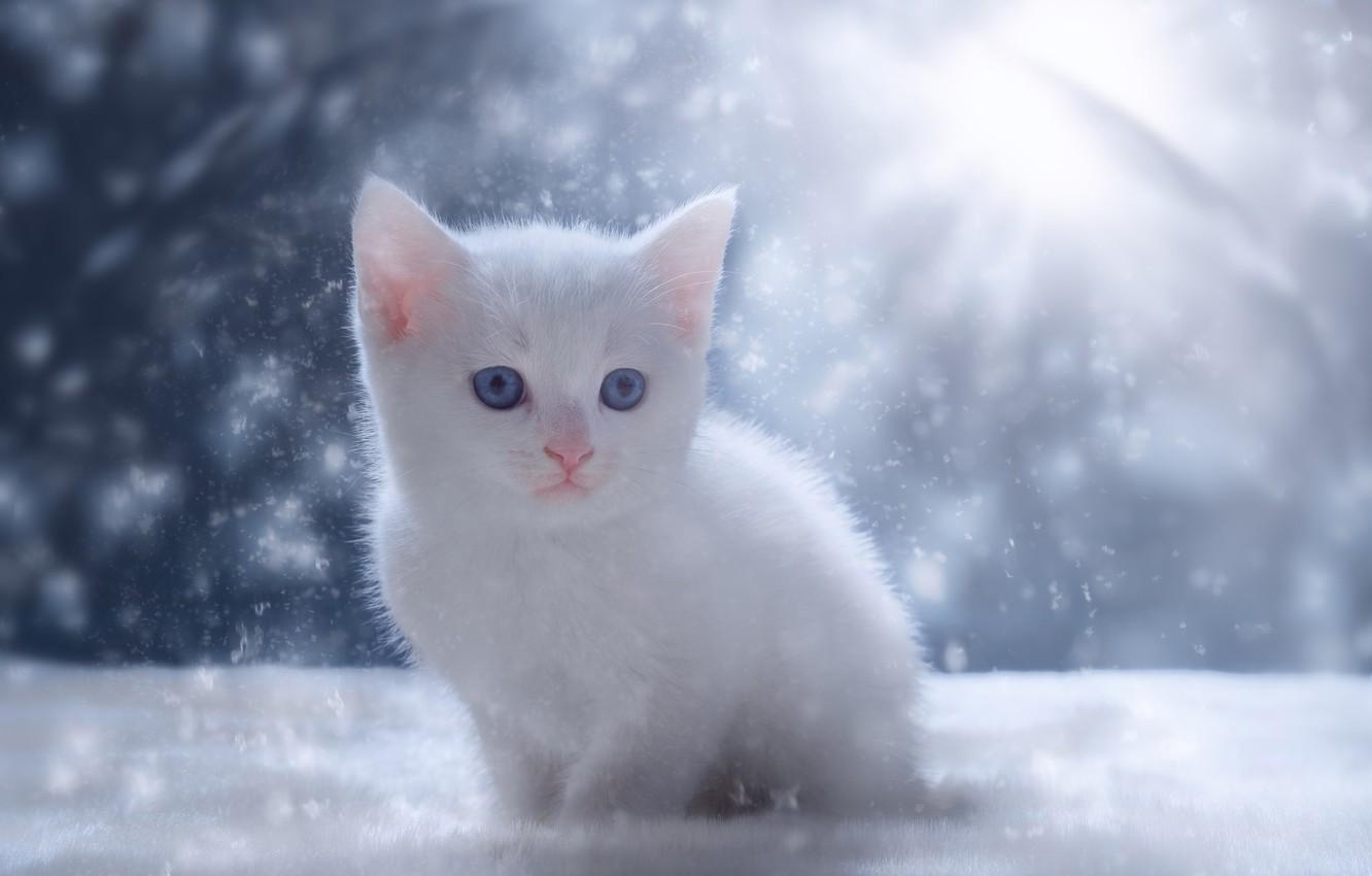 1332x850 Wallpaper snow, kitty, baby, white kitten image for desktop, section кошки
