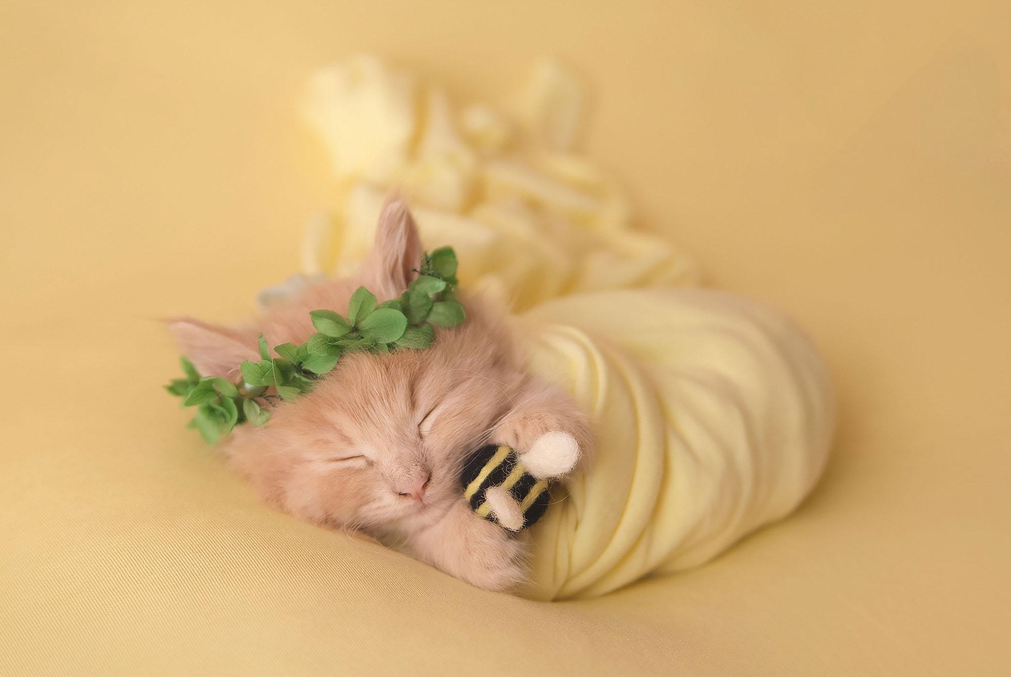 2000x1340 Adorable newborn photohoot will make you want kittens over kids