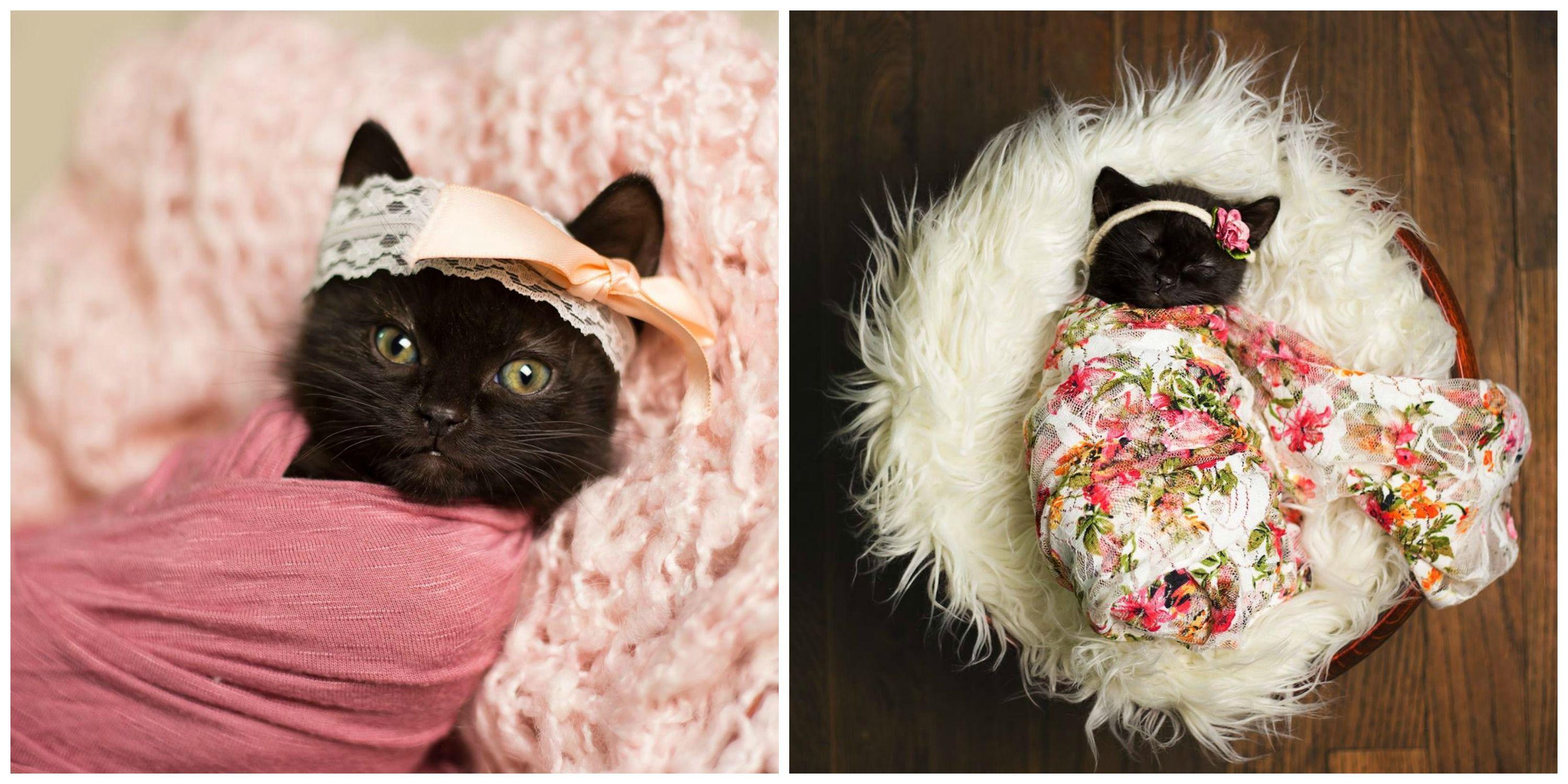 3000x1500 This Newborn Kitten Photo Shoot is Super Sweet Newborn Kitten Just Got a Human Photo Shoot