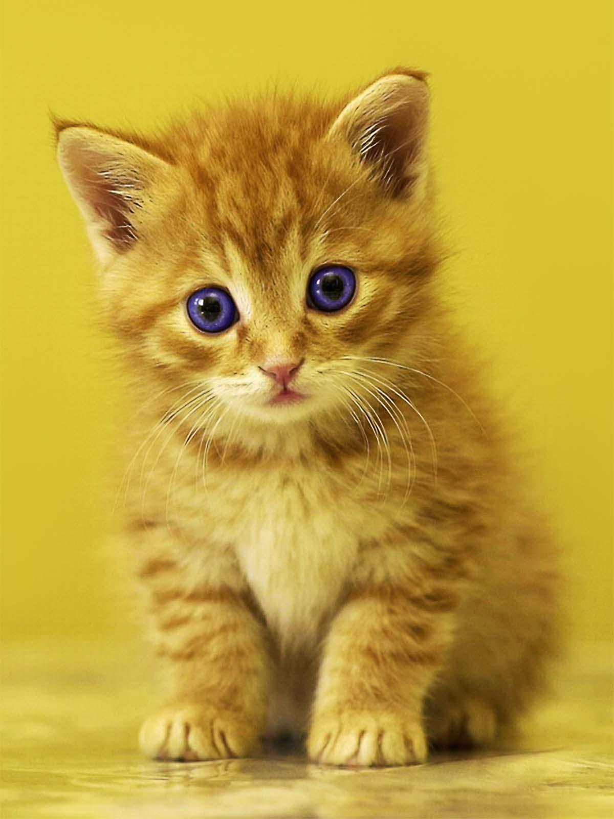 1200x1600 Sad Baby Kitten 4K Ultra HD Mobile Wallpaper