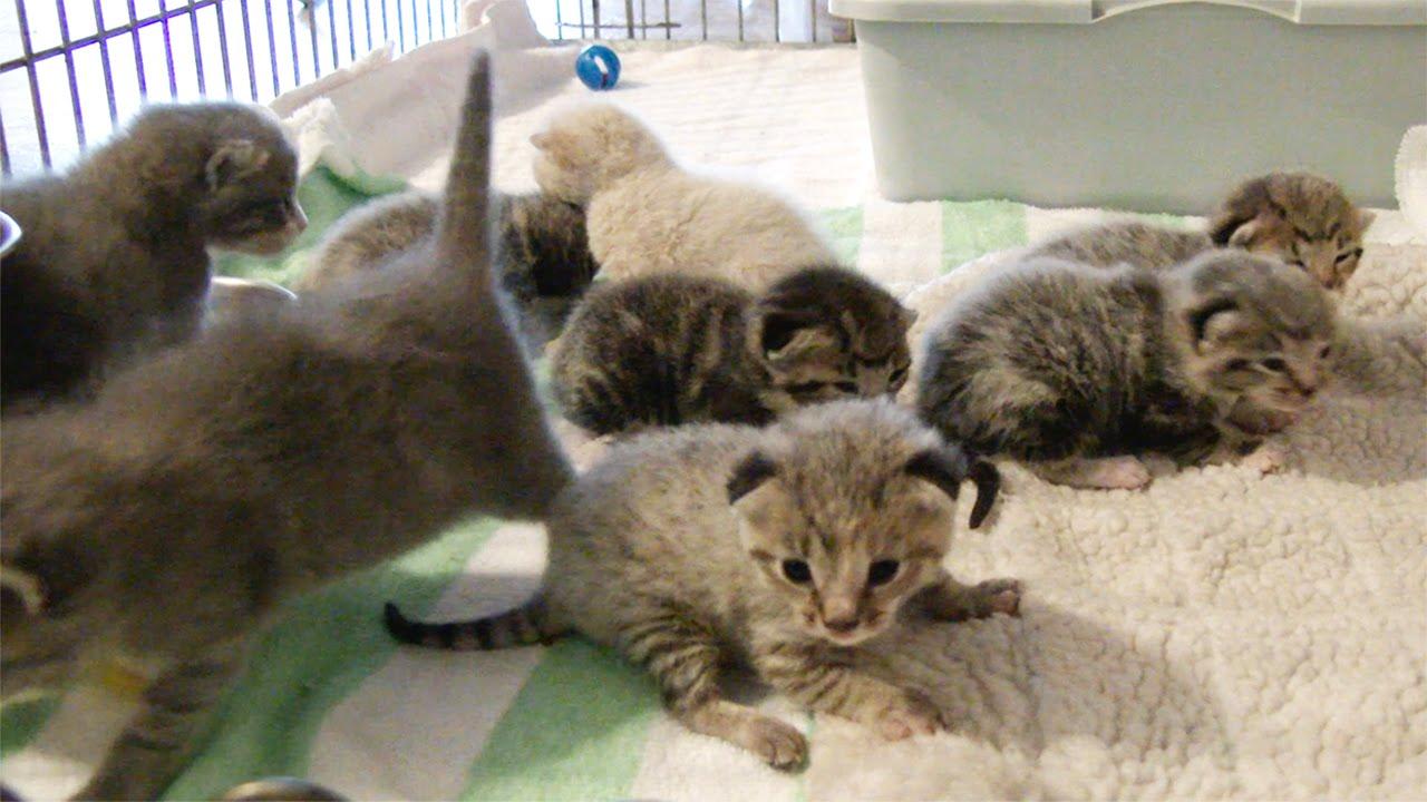 1280x720 CUTE Baby Kittens!!
