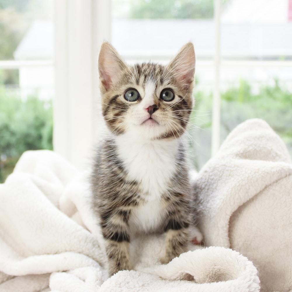 1000x1000 Kitten Wallpaper: Free HD Download [HQ]