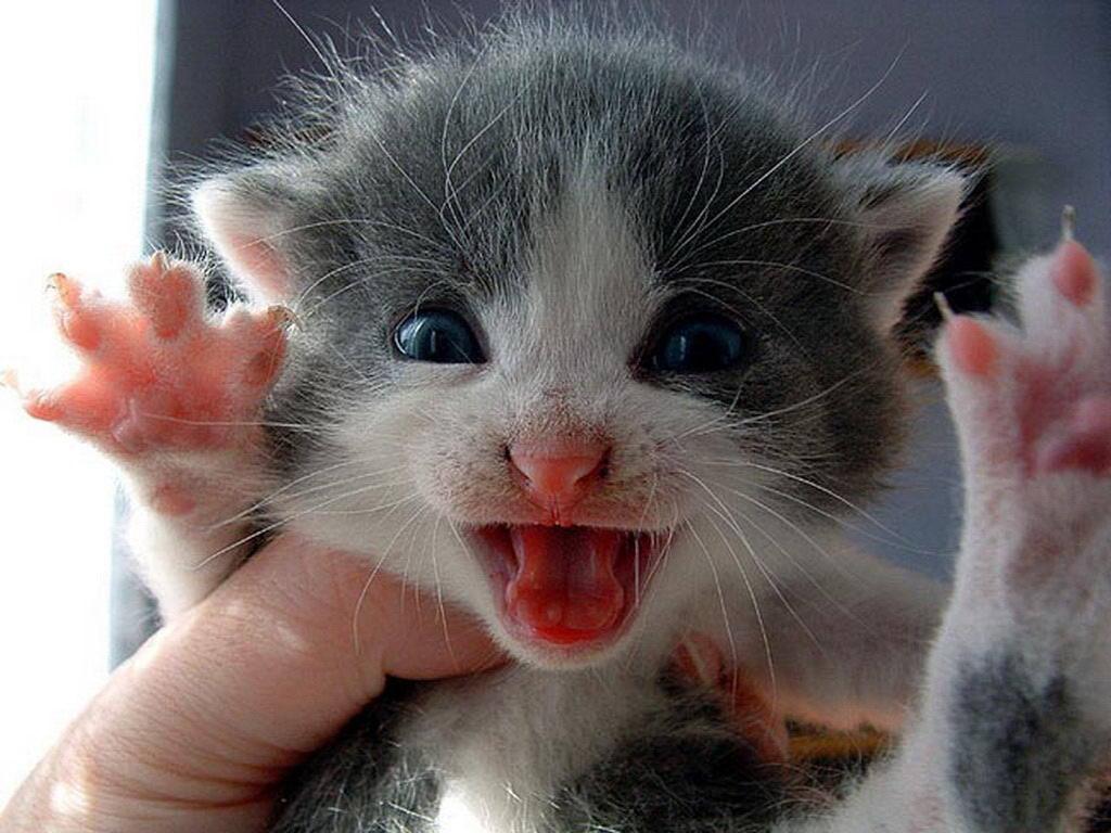 1024x768 Free Download full size newborn kitten Cats Wallpaper Num. 467 : 1024 x 768 122.1 Kb