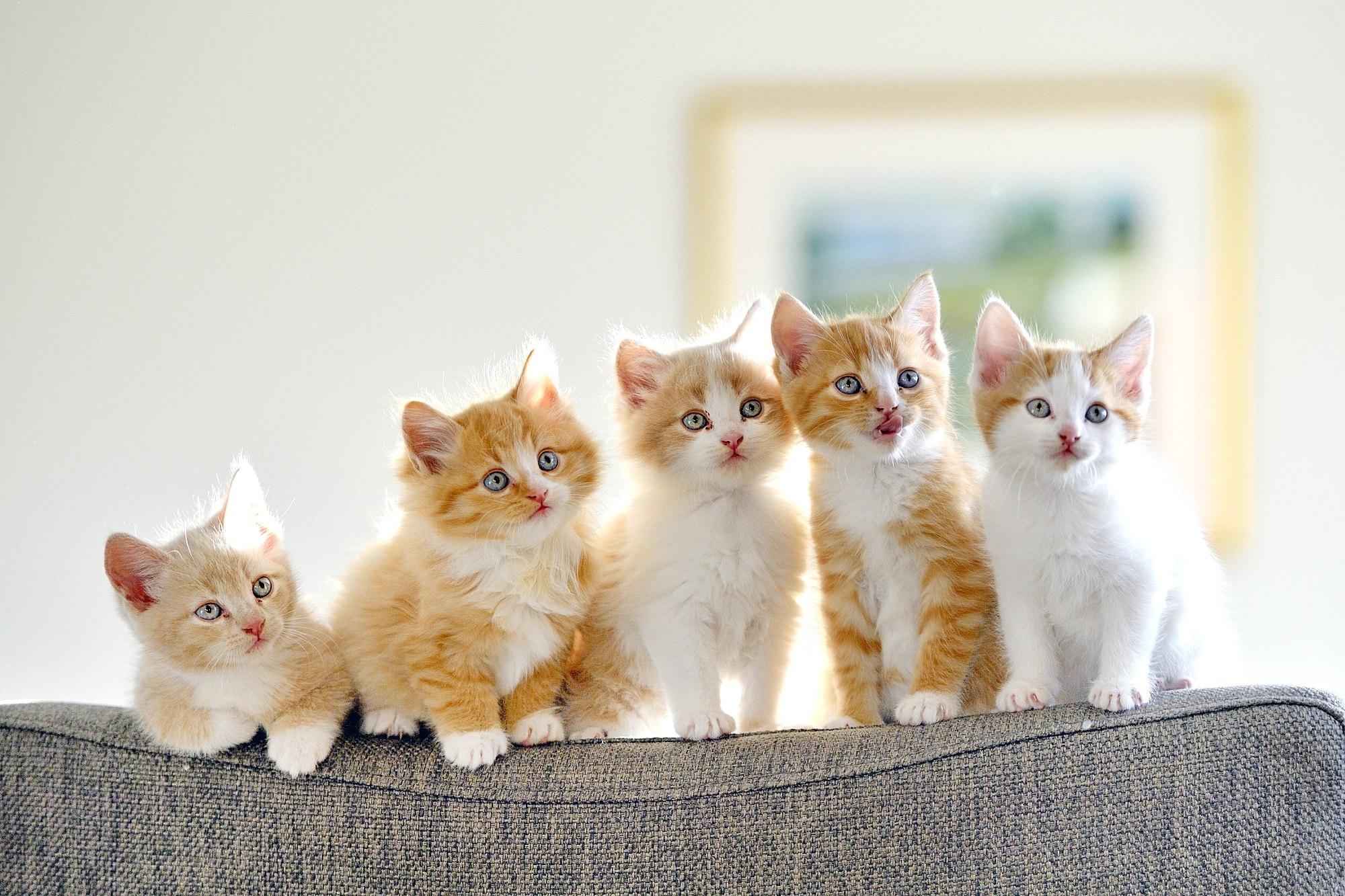 2000x1333 Psychology Explains Why Baby Animal Photo are So Popular on 500px