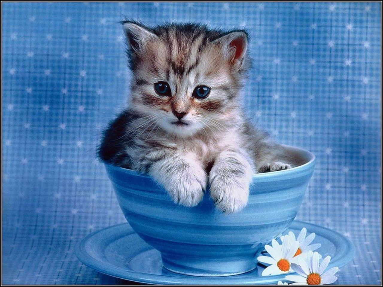 1280x960 Baby Wallpaper Cat HD Wallpaper