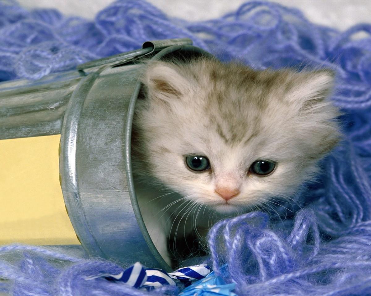 1200x960 Cute Baby Kittens