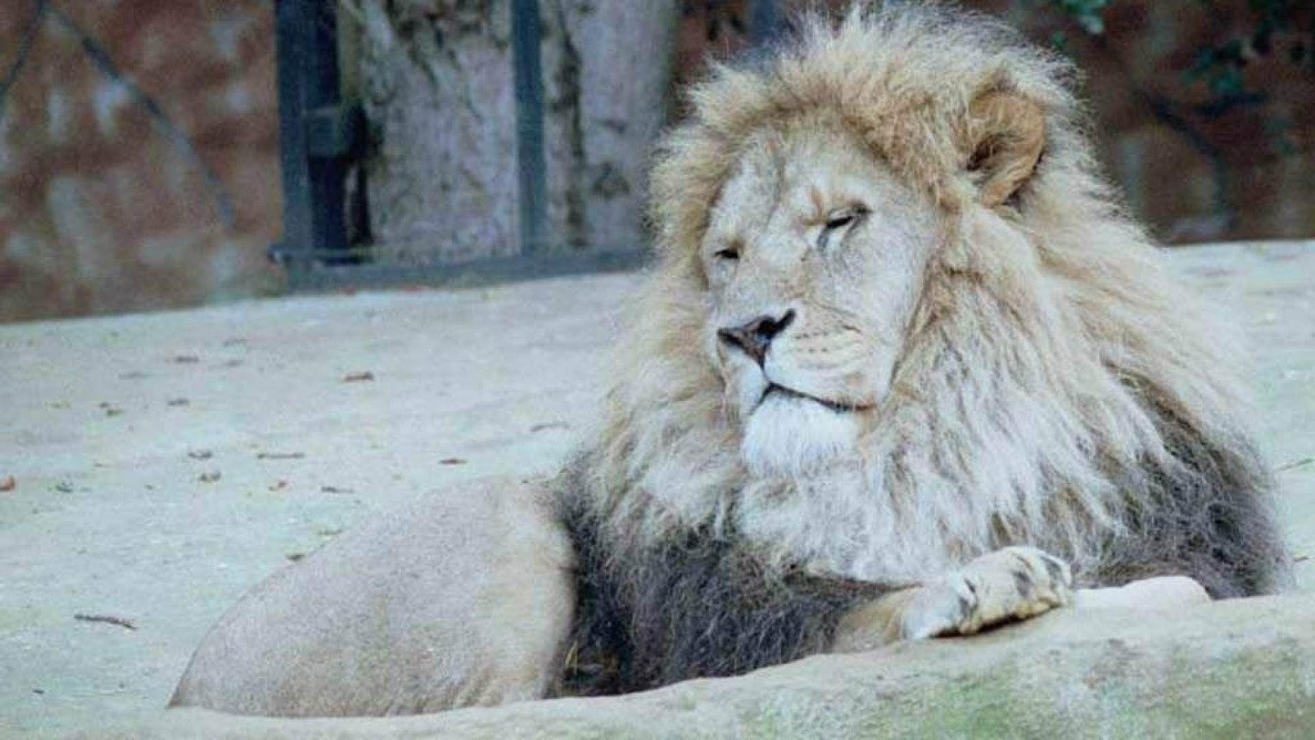 1920x1080 White Lion HD Wallpaper Background Wallpaper 1600×1000 White Lion
