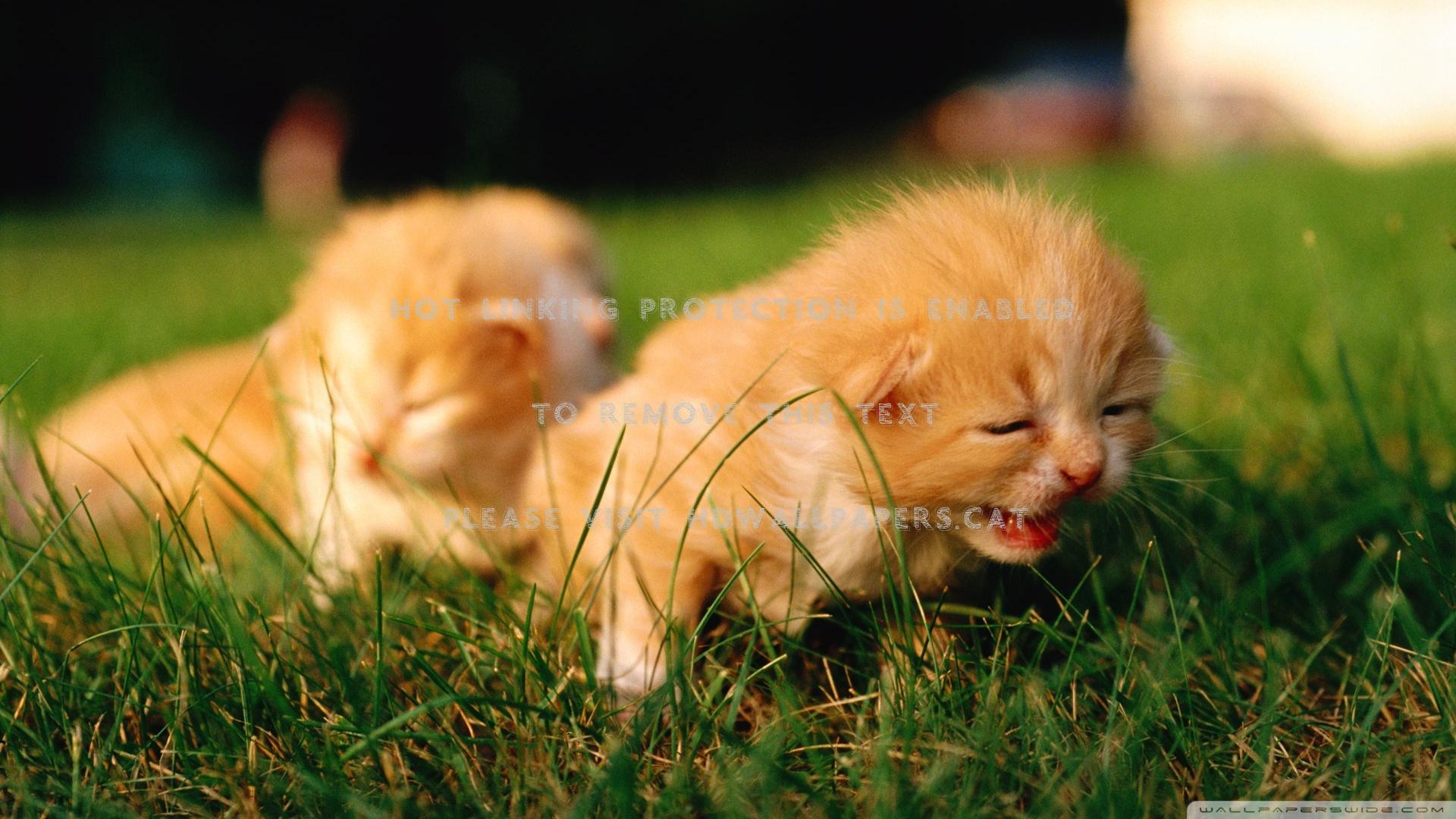 1920x1080 newborn kittens ginger cat animals