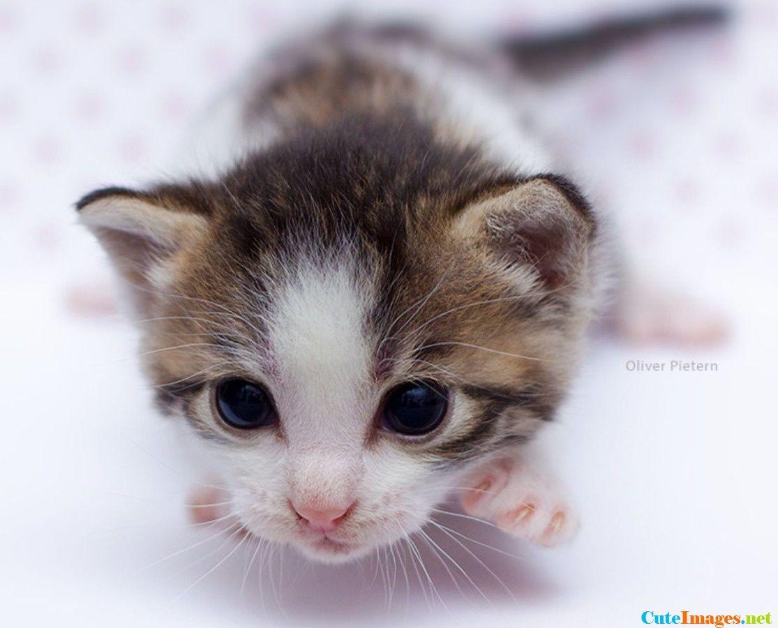 1115x900 Cute Baby Kittens Wallpaper