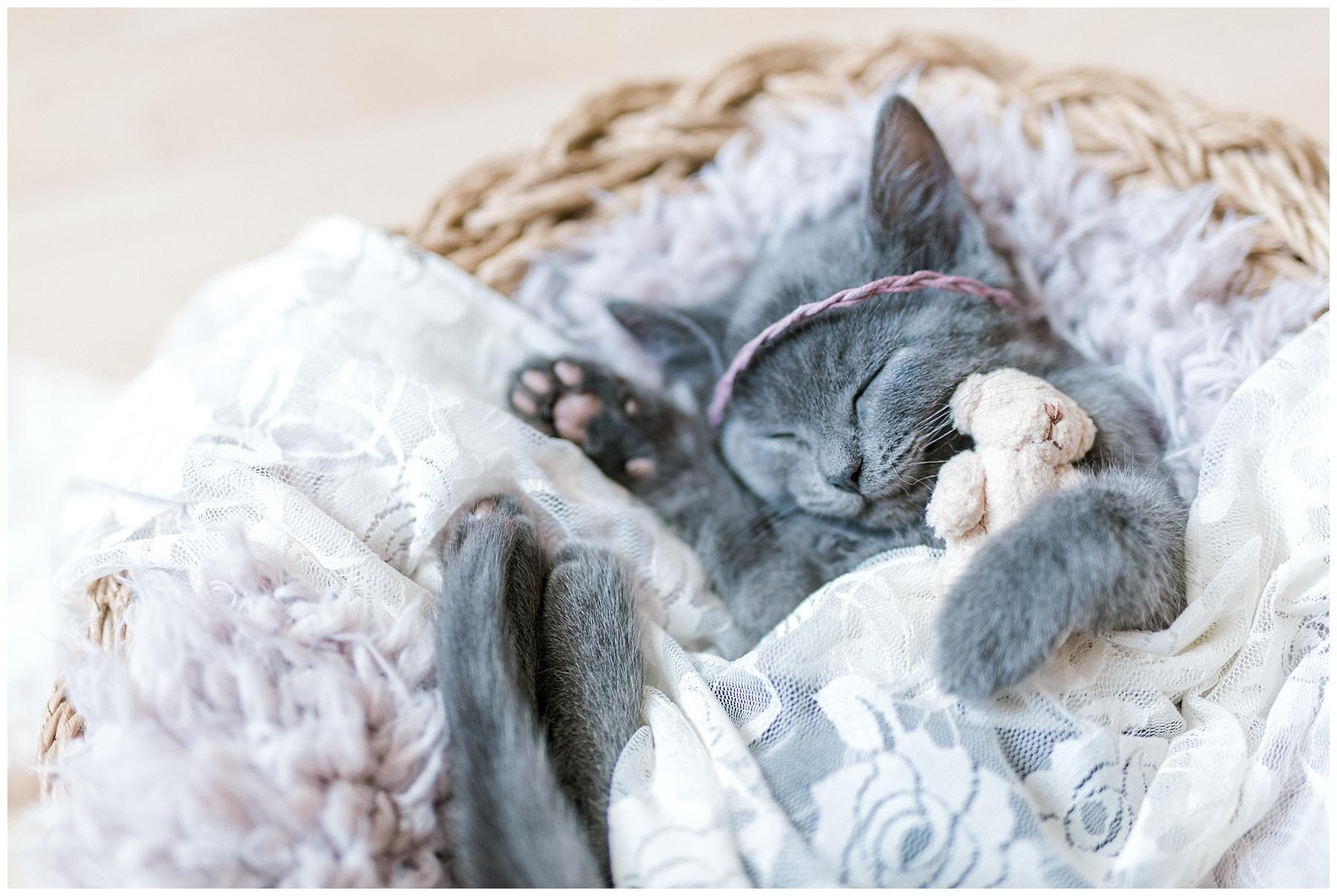 1800x1207 Kitten Sybill Newborn Session. Maine Pet Photographer Simmons Photography