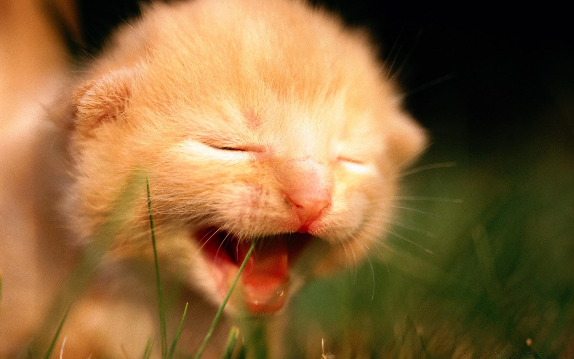 1920x1200 Newborn Kitten Crying