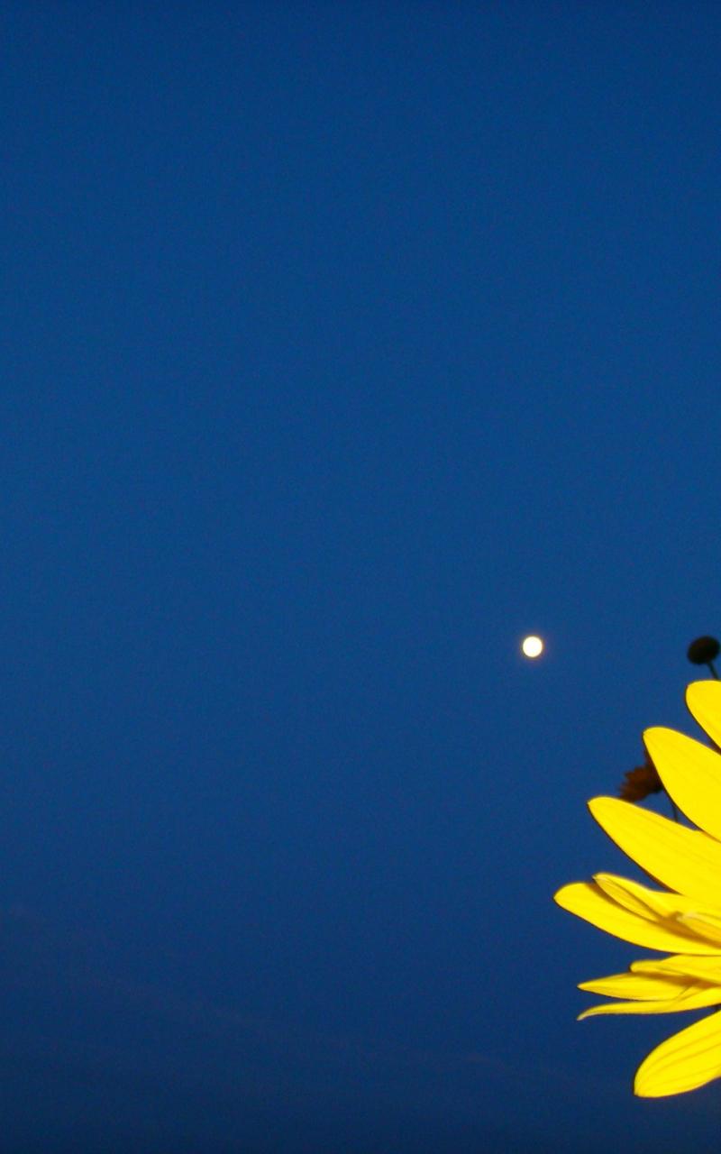 Navy Blue and Yellow Wallpapers Top Free Navy Blue and Yellow