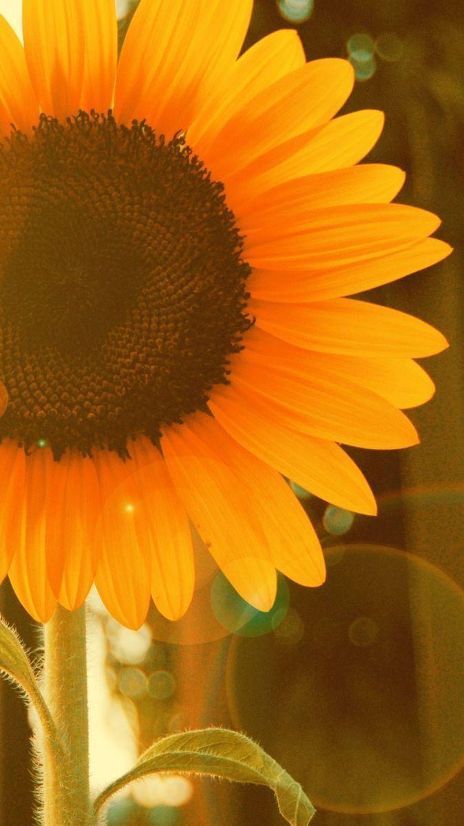 674x1200 Akvarell. Sunflower iphone wallpaper, Wallpaper iphone christmas, Sunflower wallpaper