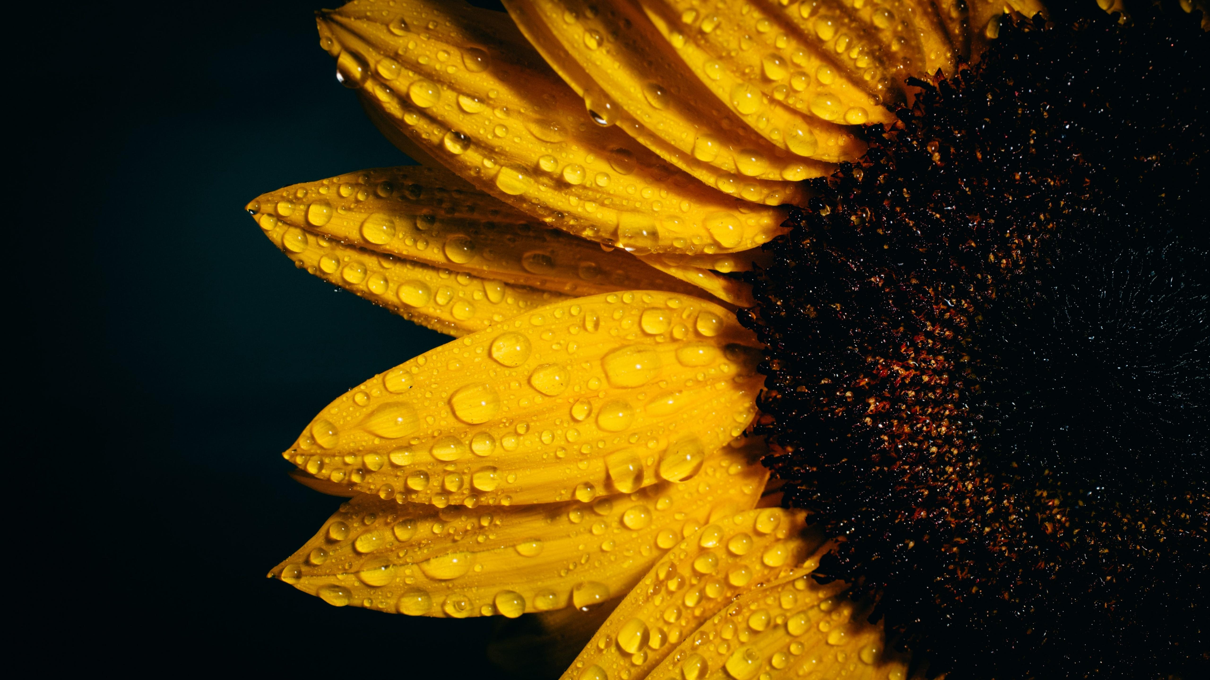 5120x2880 Sunflower Wallpaper 4K, Black background, Rain droplets, Yellow, Flowers