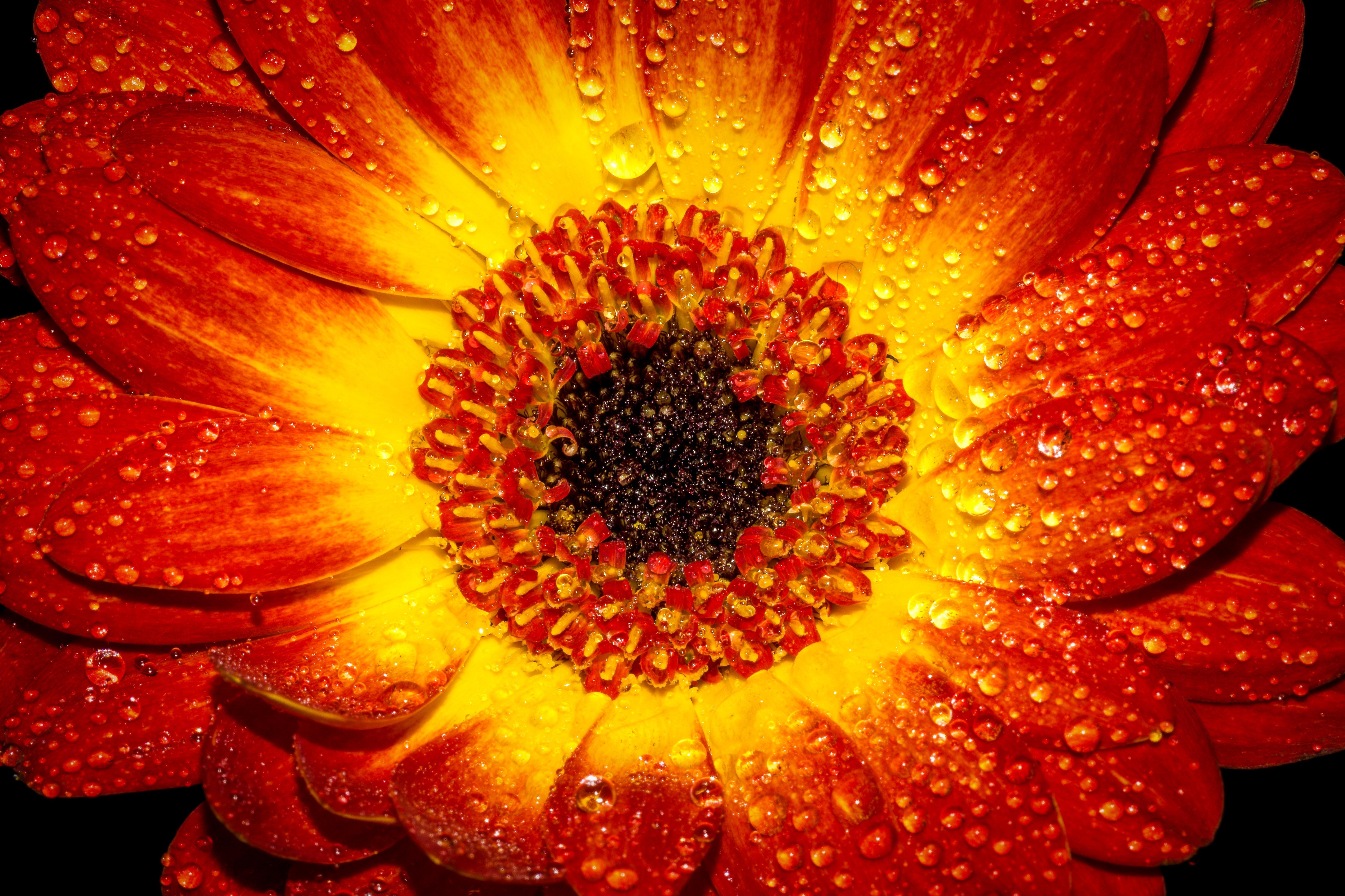 6000x4000 Free Photo: Orange Sunflower, Blossom, Close Up