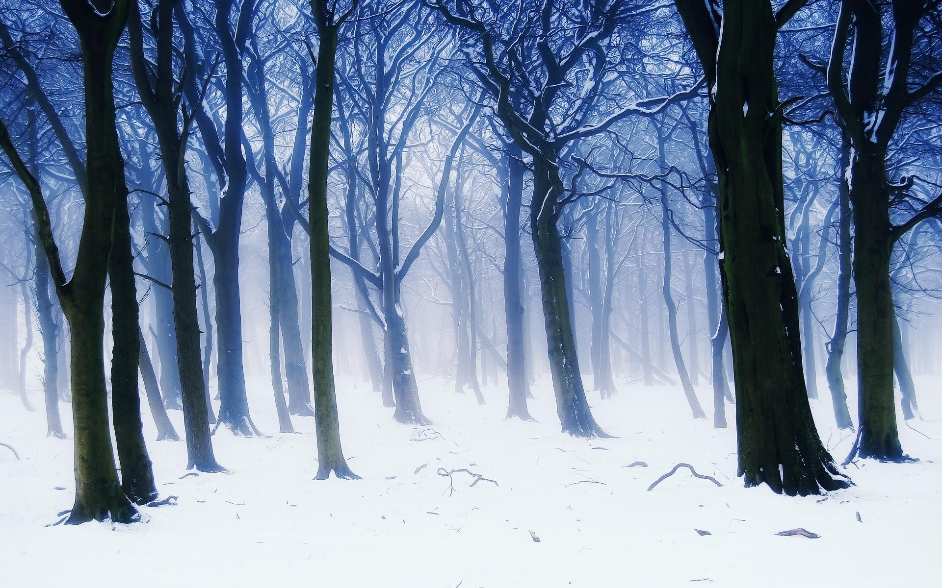 1920x1200 px artistic CG Cold digital fog forest haze landscapes nature paintings seasons snow Trees